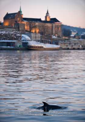 BB 11 0017 / Delphinus delphis / Gulflankedelfin